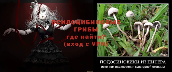 трава Белокуриха